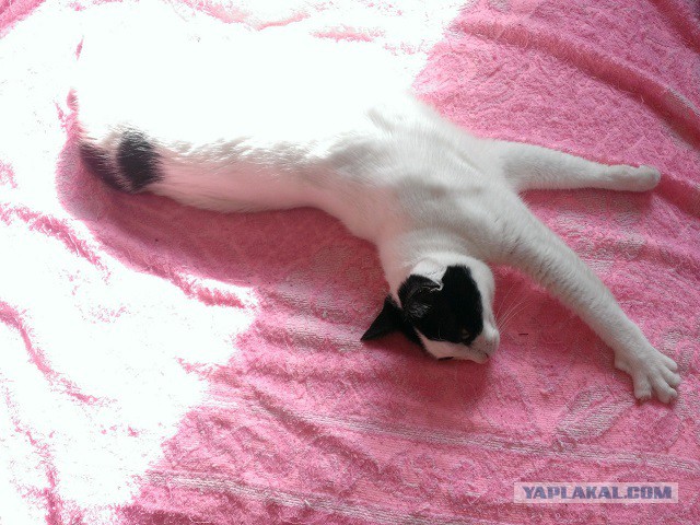 Котовторник
