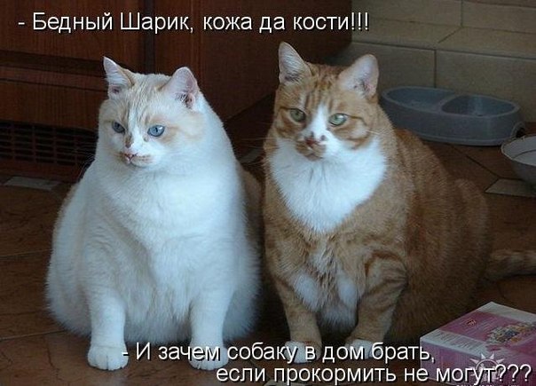 Прикольные картинки