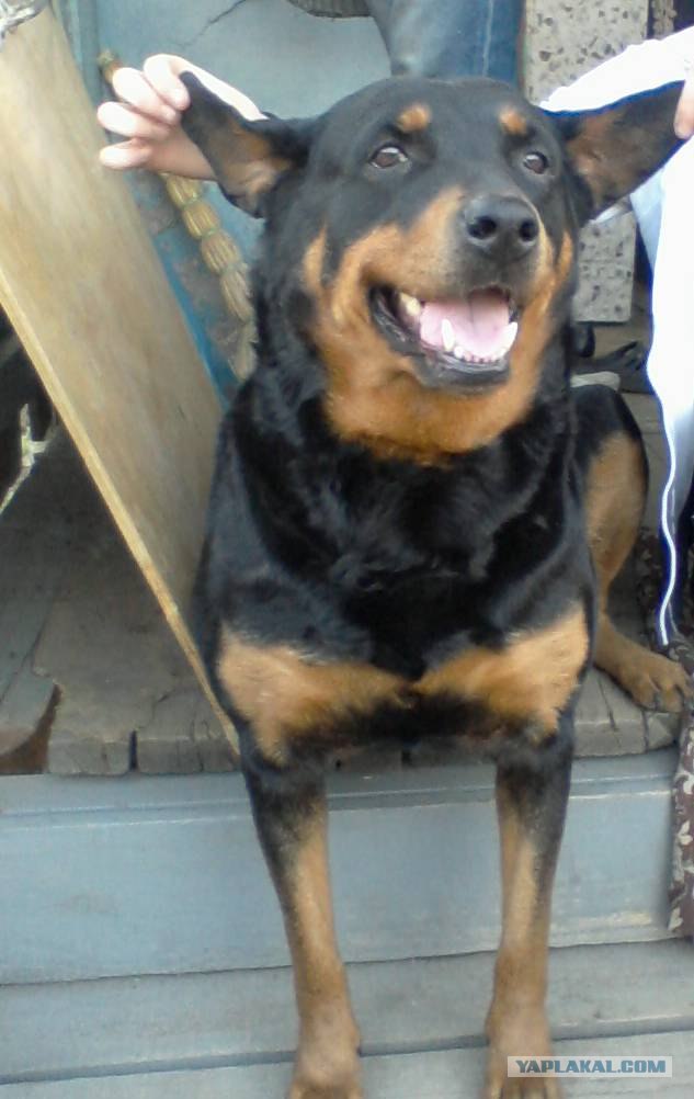 Догхантеры травят собак порошком в парках