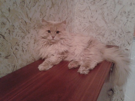 Котовторник 19.01.2016