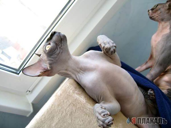 Коты, кошки, котята
