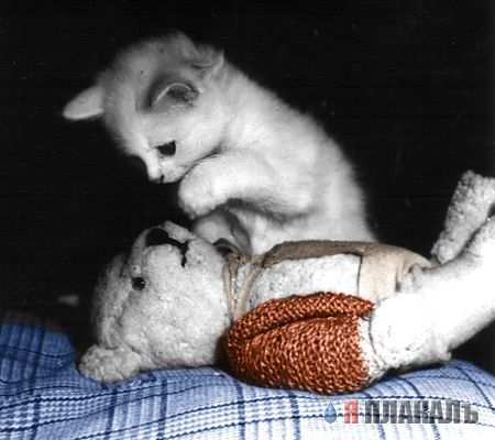 Коты, кошки, котята