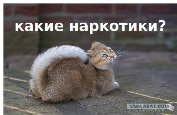14 кошачьих неприятностей