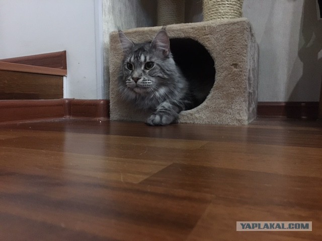 Котовторник 15.03