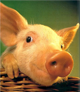 Вот люди живут