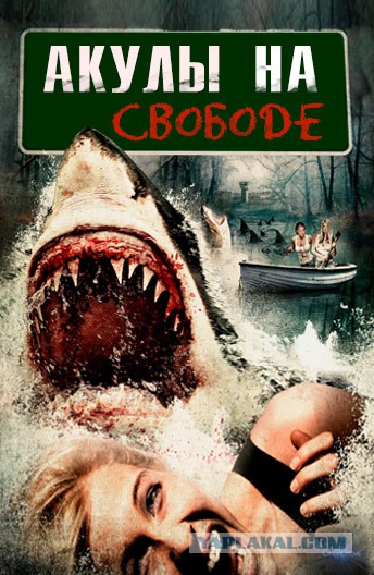На акулу ученые прицепили трекер. И по-моему он поломался