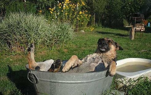 Дачные приколы