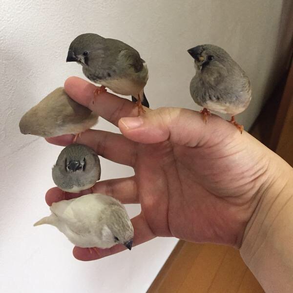 Божьи твари