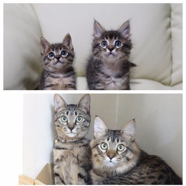 Коты и Кошки
