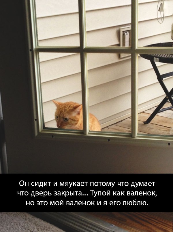 Коты и Кошки