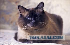 Про кота. Вертикального