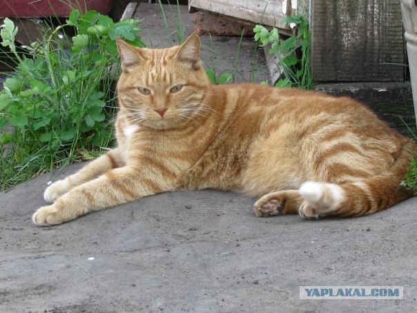 Котовторник на ЯПлакалъ