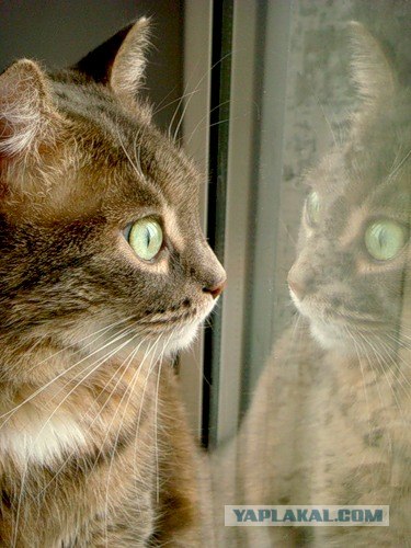 Котовторник на ЯПлакалъ: Кото и кто-то!