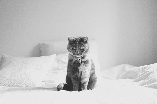 Котовторник стартует