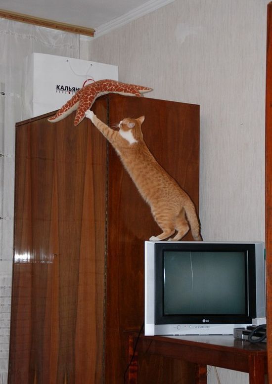 Котовторник!