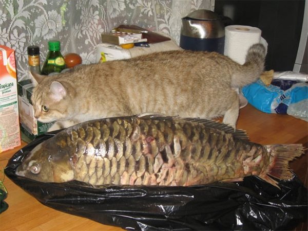 Живность из сети
