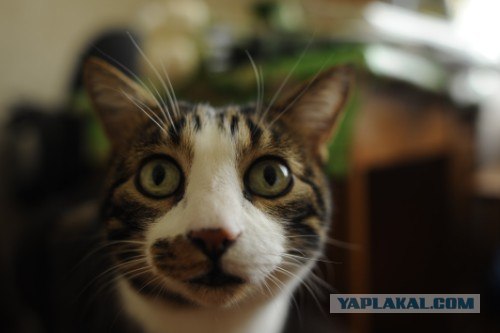 Котовторник 27.03.2012