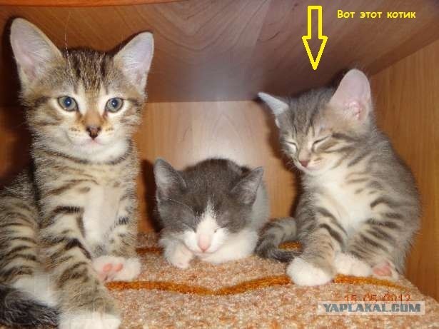 История одного кота