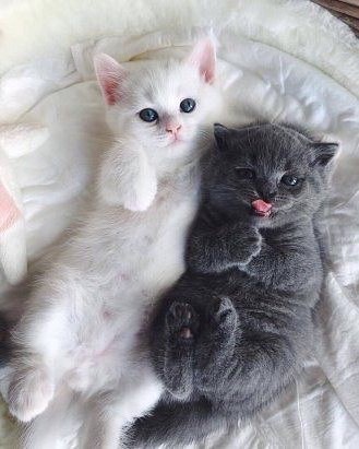 Забавные фото котеек