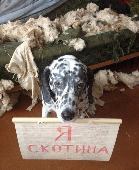 Живность из сети