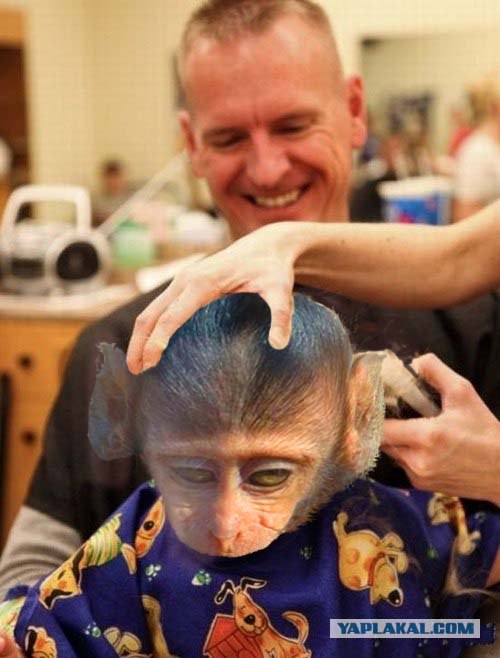 Фотожаба: Грустный мартышко
