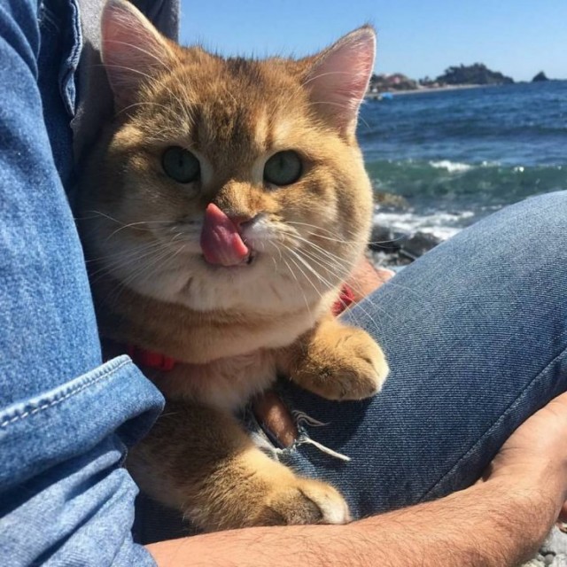 Разные котики