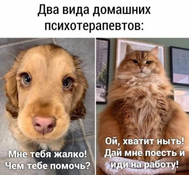 Забавные комментарии из социальных сетей (13.06.22)