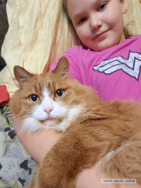 Котовторник. Он будет жить.