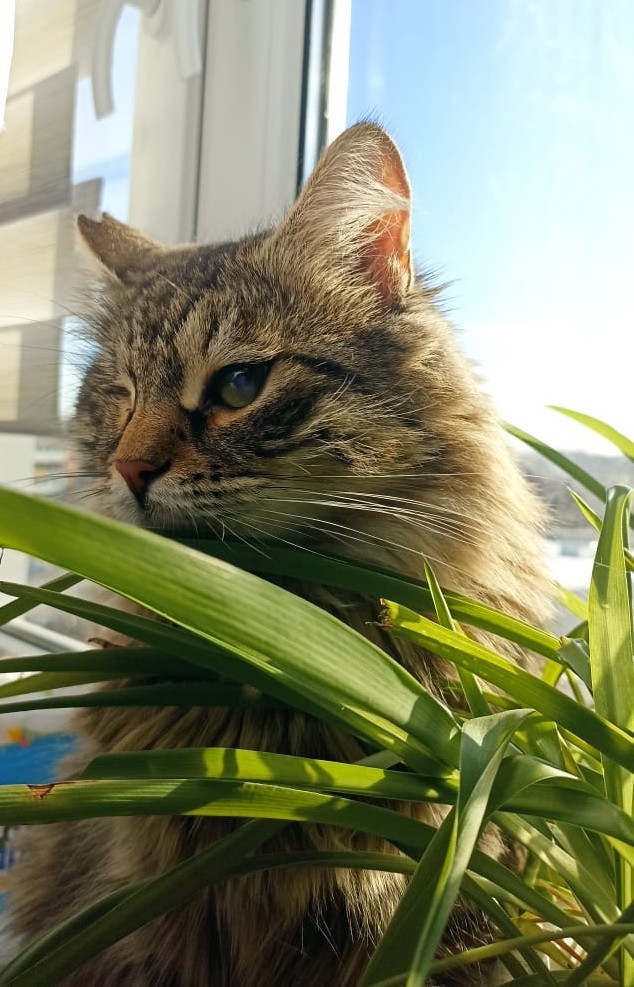 Начинаем котовторник.
