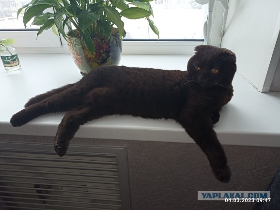 Котовторнику посвящается