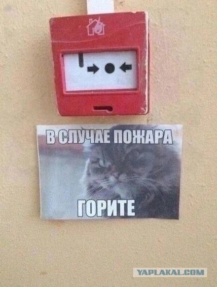Котовторник в картинках