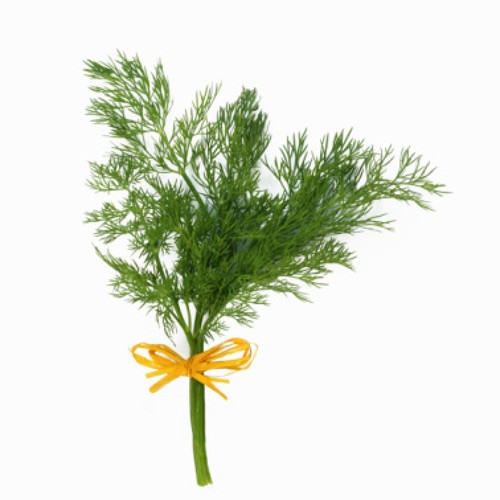 ⚡ ЯП, с Днем Рождения! 21 год ЯПу!