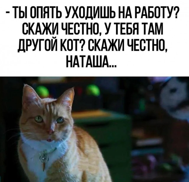 К котовторнику: подборка картинок-баянов с котиками и про котиков. Выпуск 9