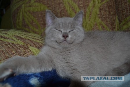 Котовторник 25.06.2013