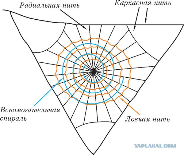 5 удивительных фактов о пауках⁠