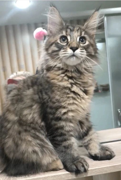 Котята Мейн куны