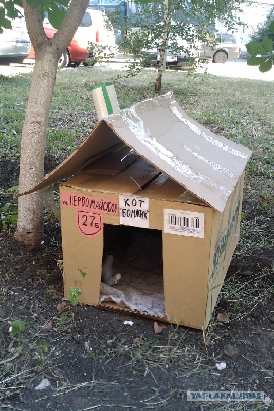 бездомный кот