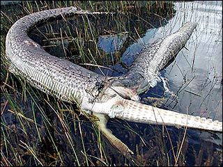 Крокодил против змеи или