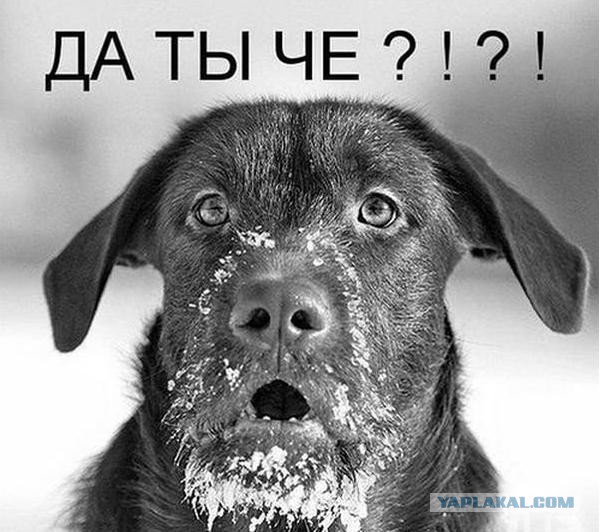 Как заработать UQ на ЯПе.