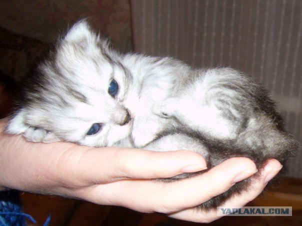 Котовторник  08.07.2014