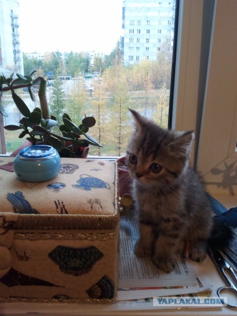 Котовторник 30.09.2014