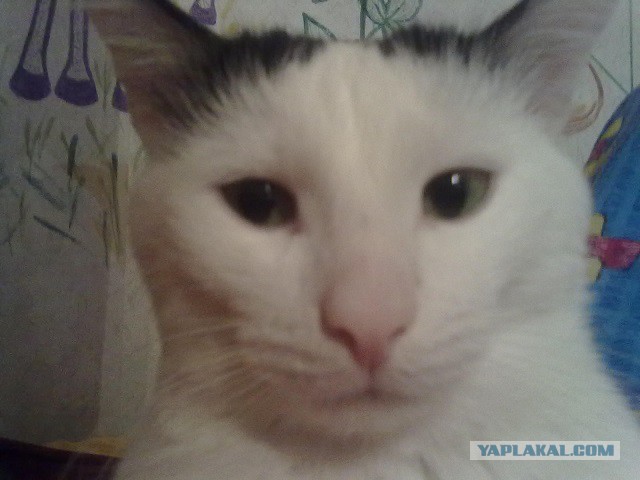 Котовторник 07 04 2015