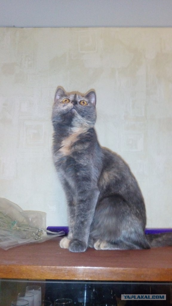 Про Тучку, которая стала Дымкой