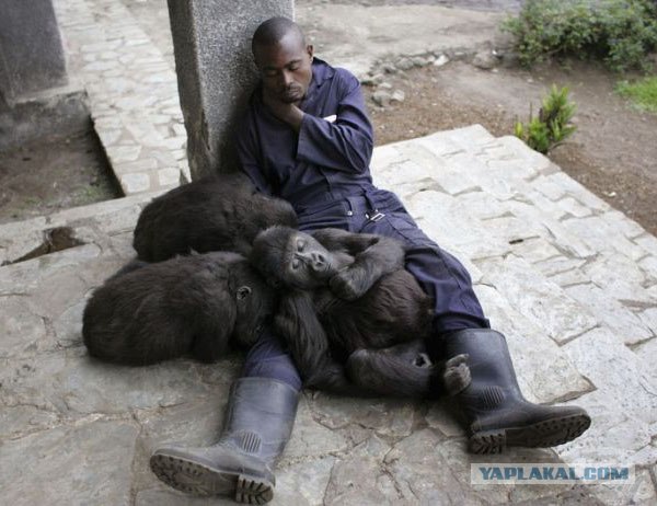 Игнашевич жестоко пошутил над Секу