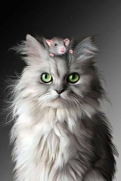 Котэподборка