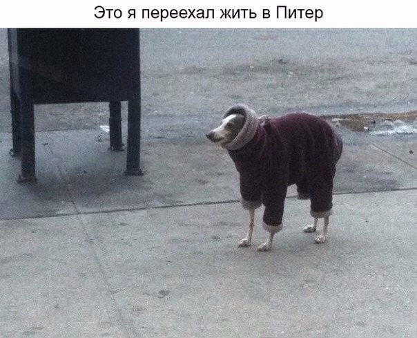 Картинки на среду.