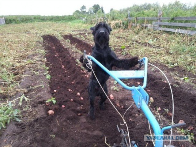 Бездушная посадка картошки
