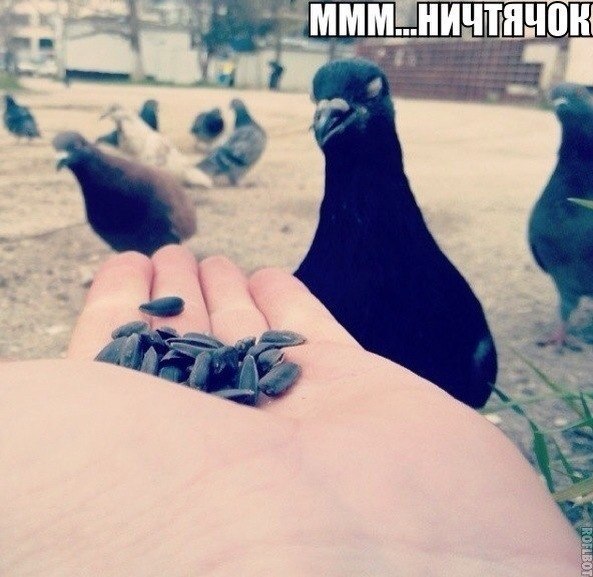 Божьи твари