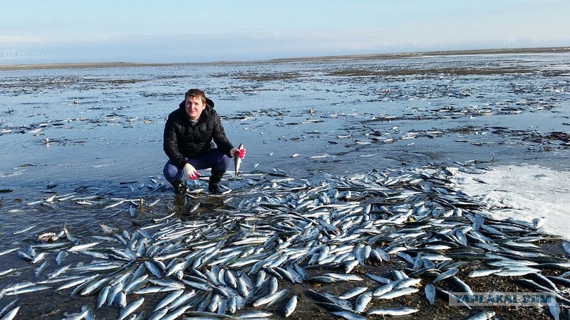 Рыбы карского моря