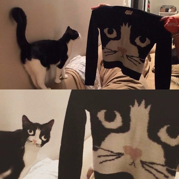 Коты и Кошки